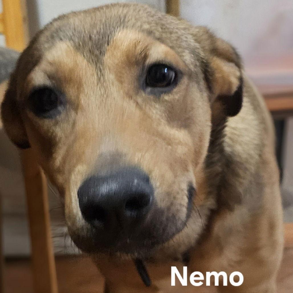 Nemo, a Adoptable Shepherd in Dallas, TX image 3/3