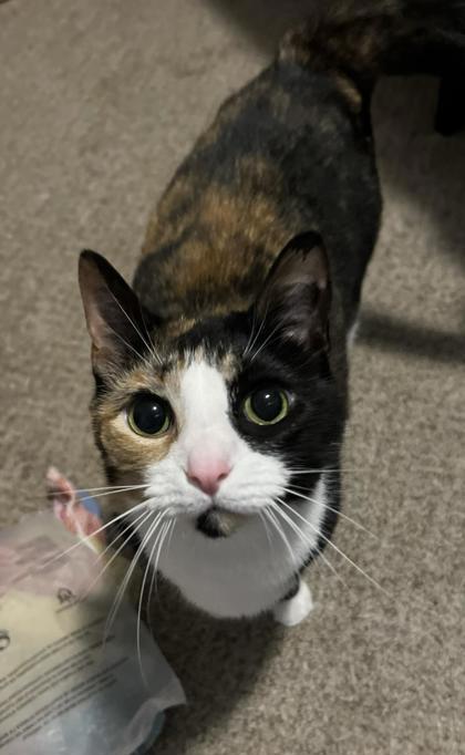 Jazmin, Adoptable, Adult Female Domestic Short Hair & Domestic Short Hair.