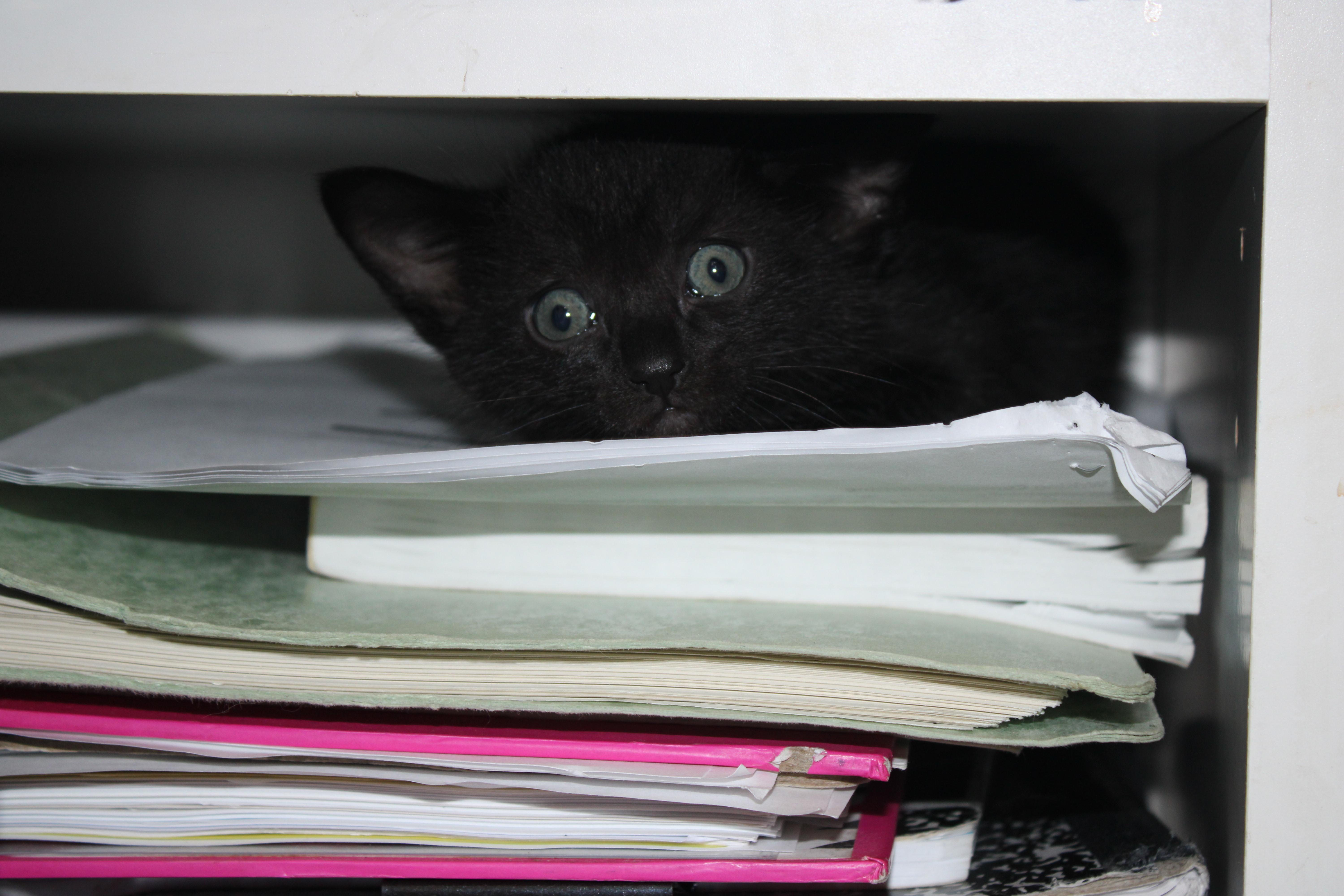 Enlarge Raj *bobtail*, an adopted Domestic Medium Hair in Hillsboro, OR image 4/5