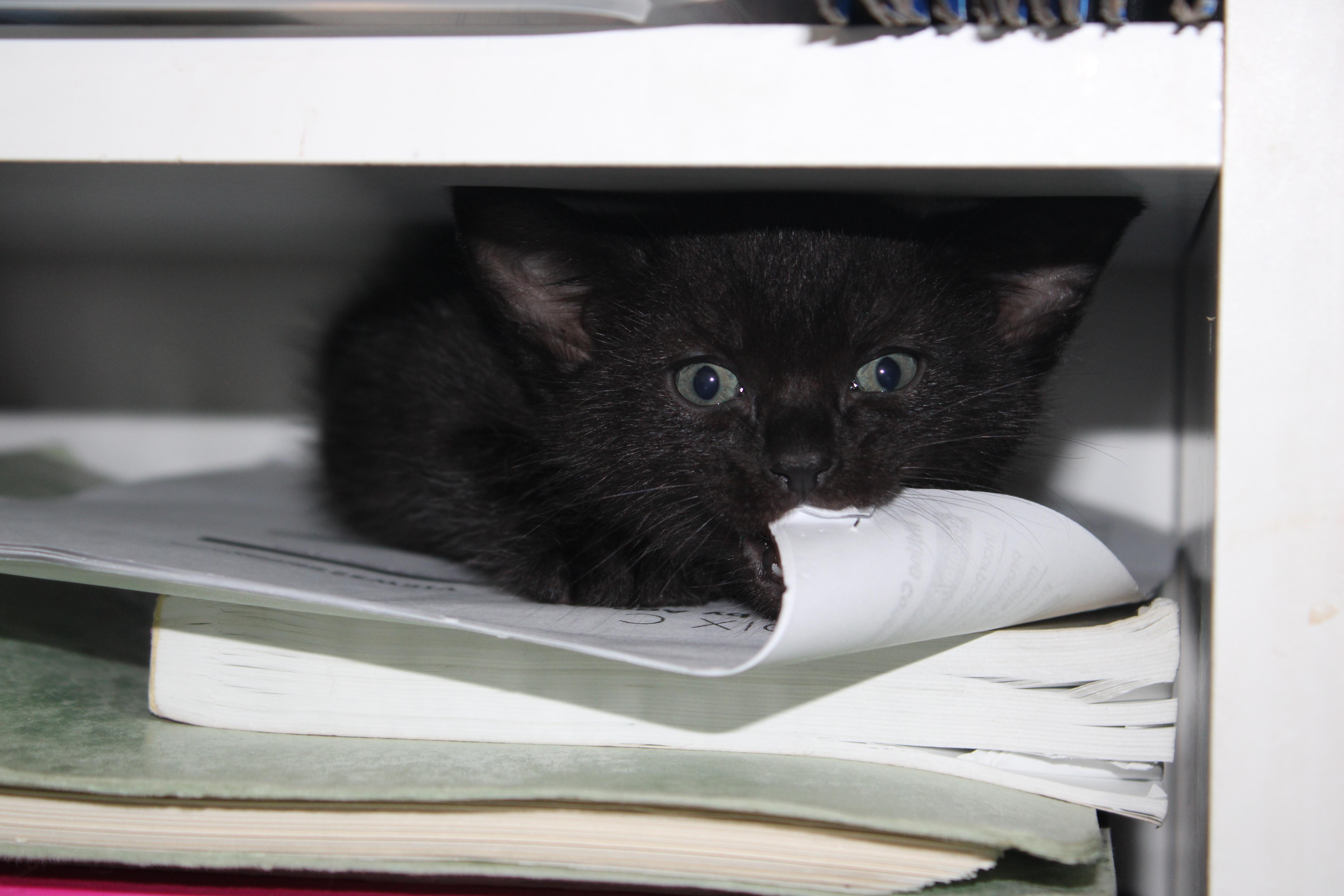 Enlarge Raj *bobtail*, an adopted Domestic Medium Hair in Hillsboro, OR image 3/5