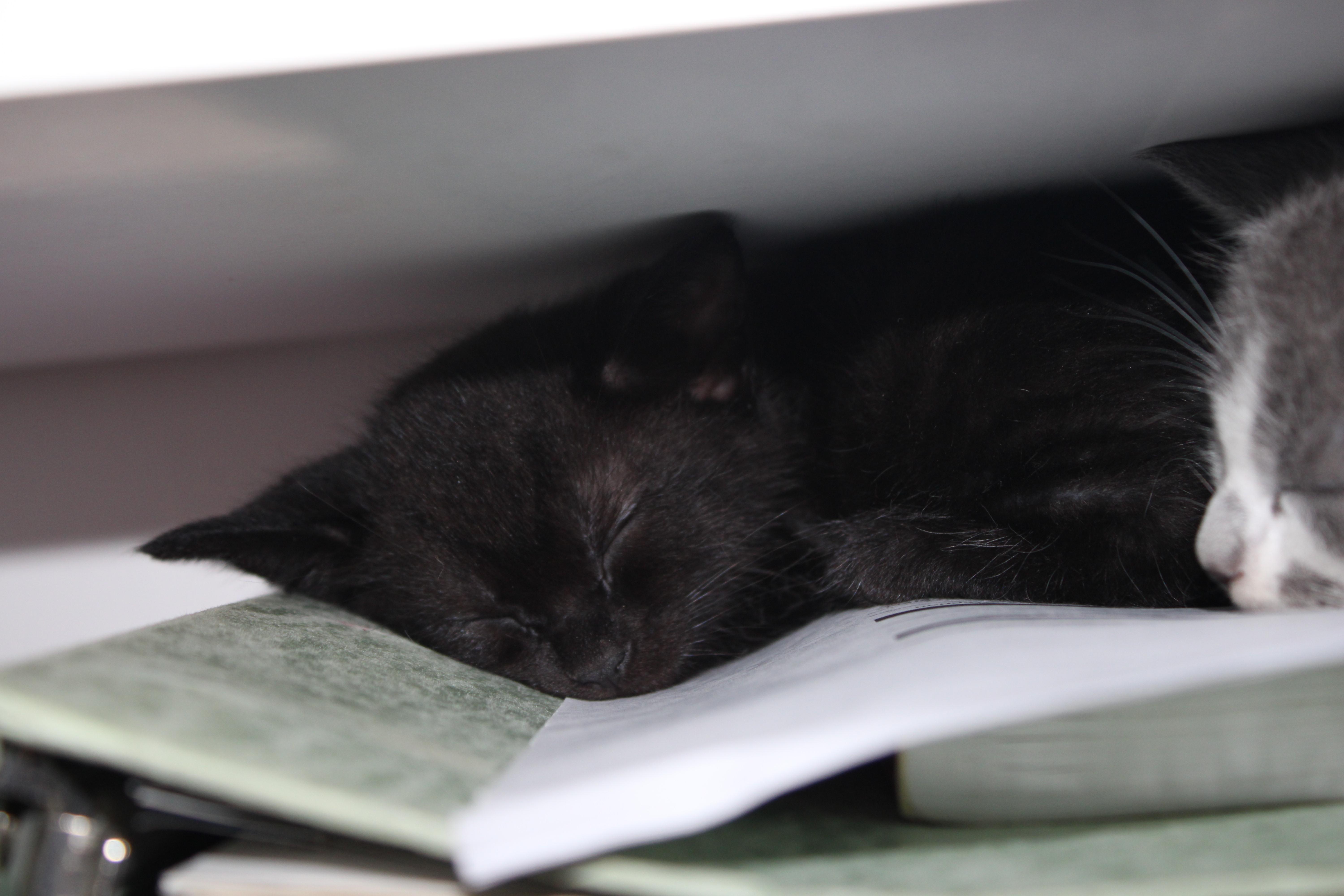 Enlarge Raj *bobtail*, an adopted Domestic Medium Hair in Hillsboro, OR image 2/5