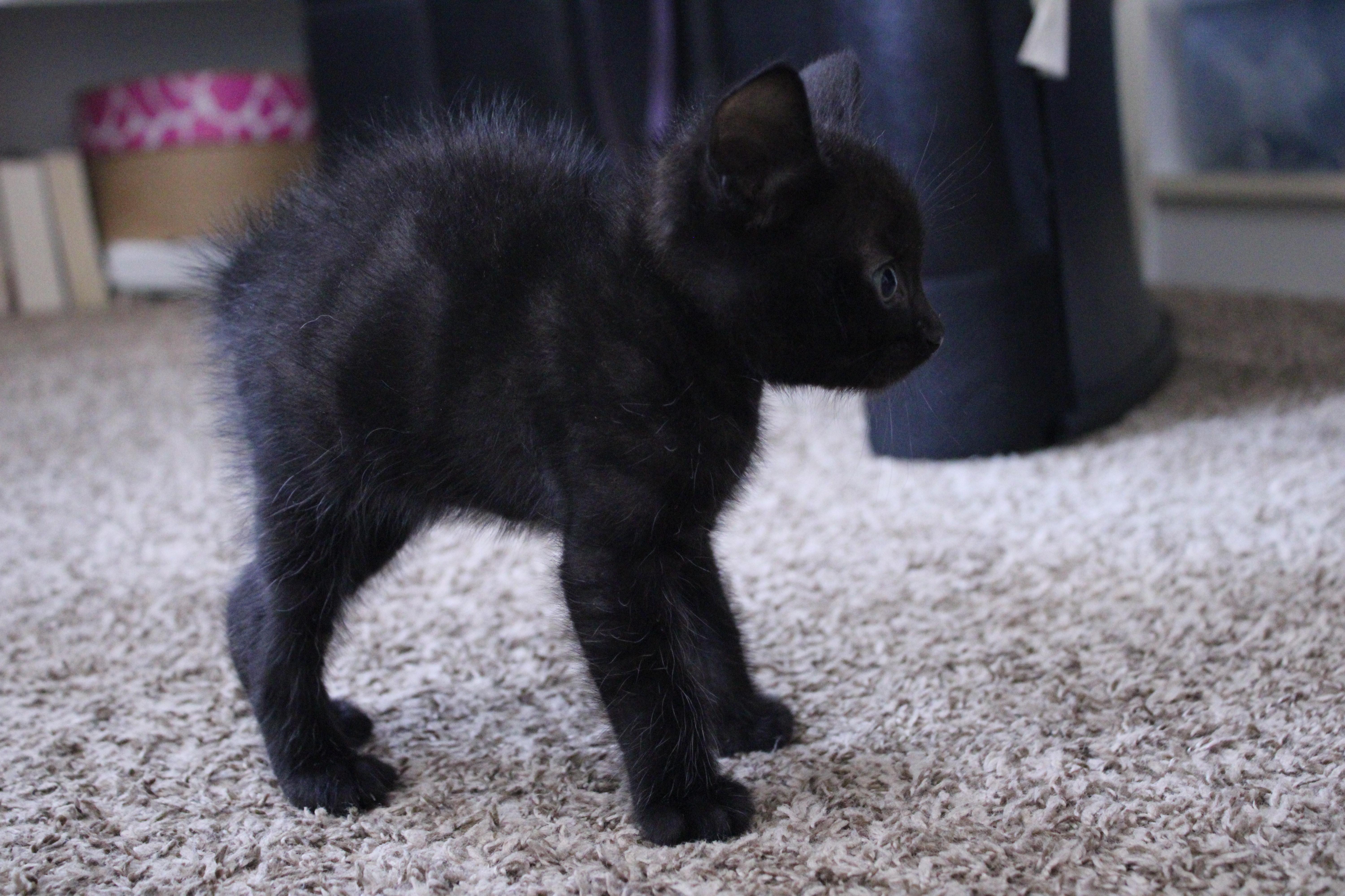 Raj *bobtail*, adopted, Kitten Male Domestic Medium Hair.