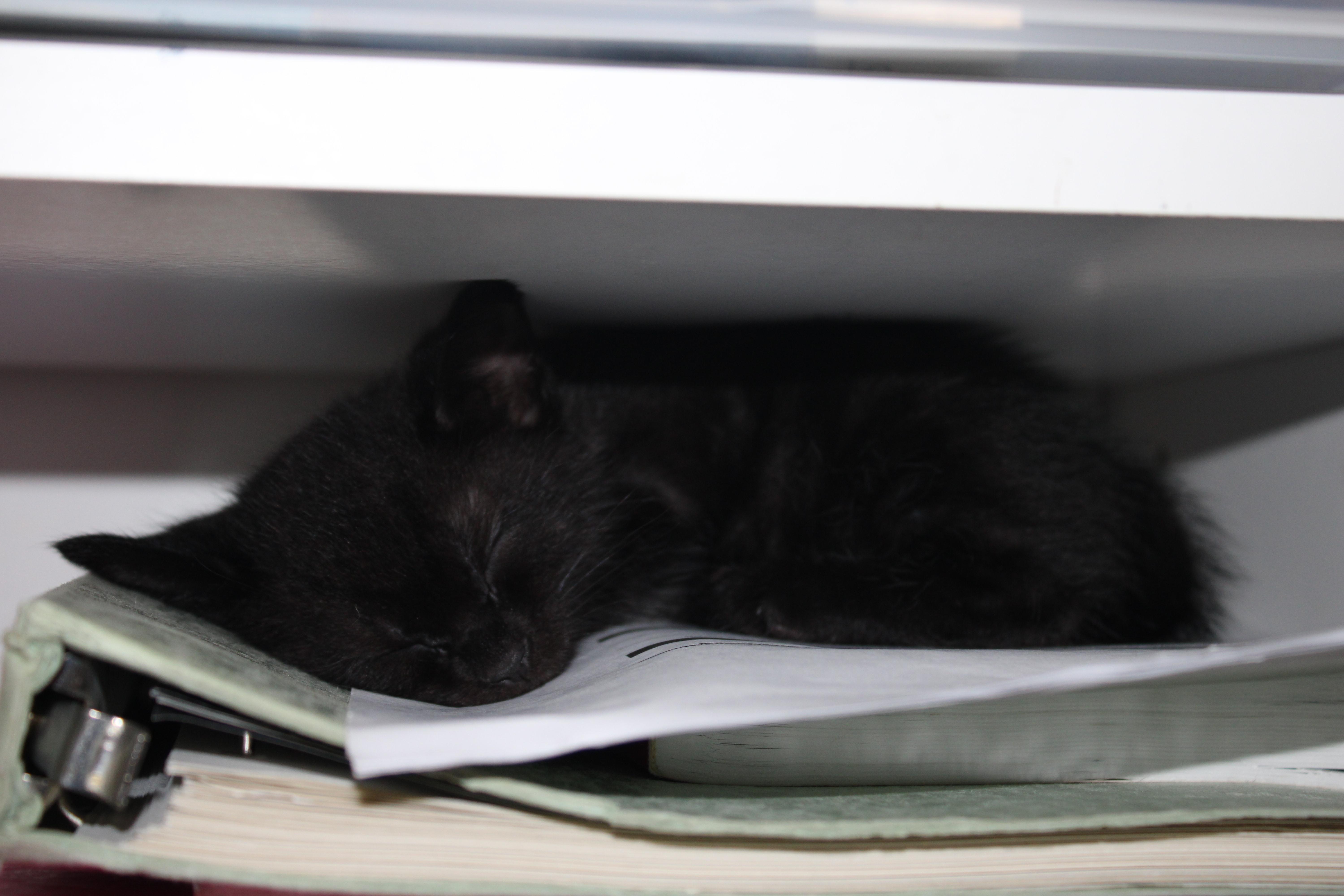 Enlarge Raj *bobtail*, an adopted Domestic Medium Hair in Hillsboro, OR image 5/5