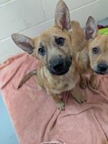 Enlarge Abbey, an adopted mixed breed in Steamboat Springs, CO image 2/2