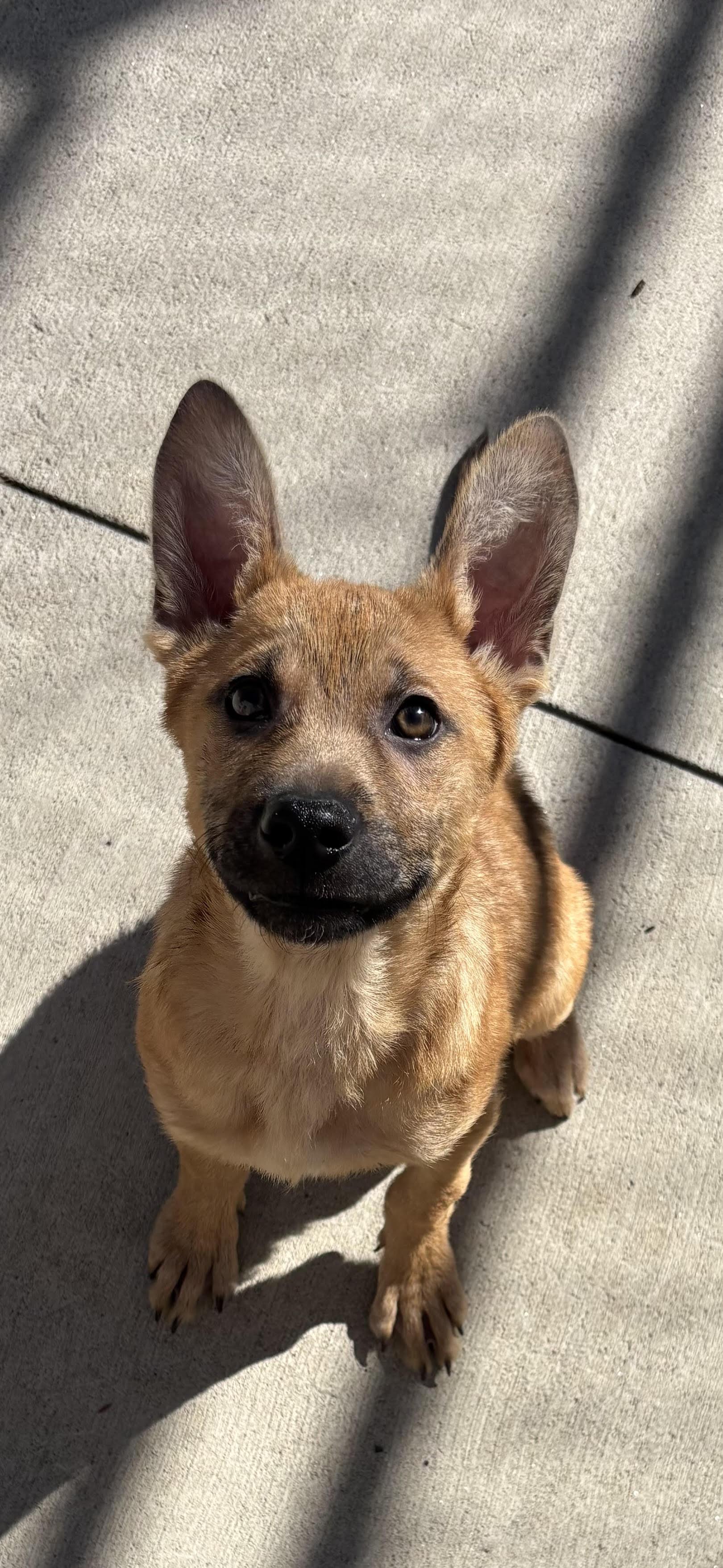 Abbey, adopted, Puppy Female Shepherd.