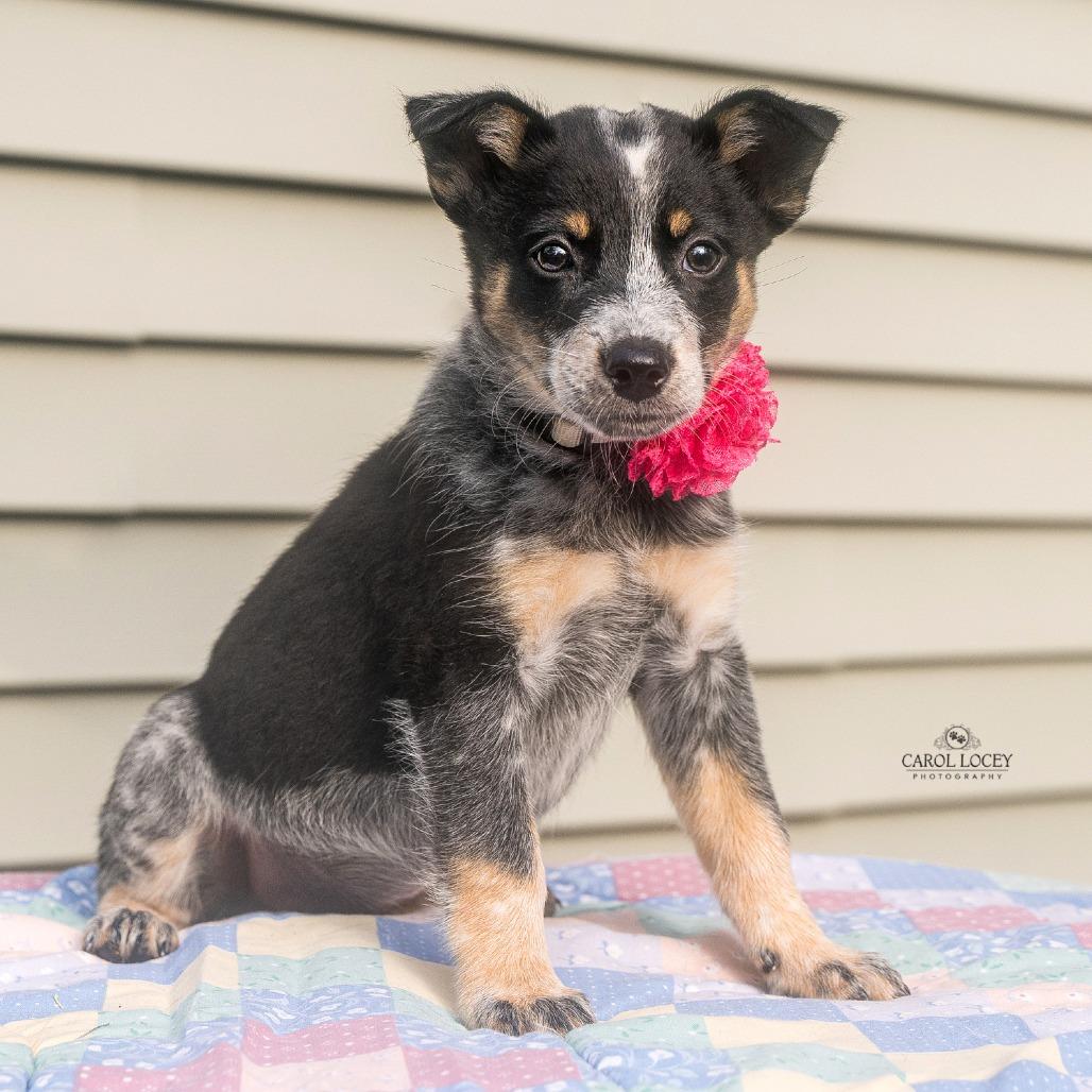 Enlarge Elsa, a Adoptable mixed breed in Cincinnati, OH image 1/3