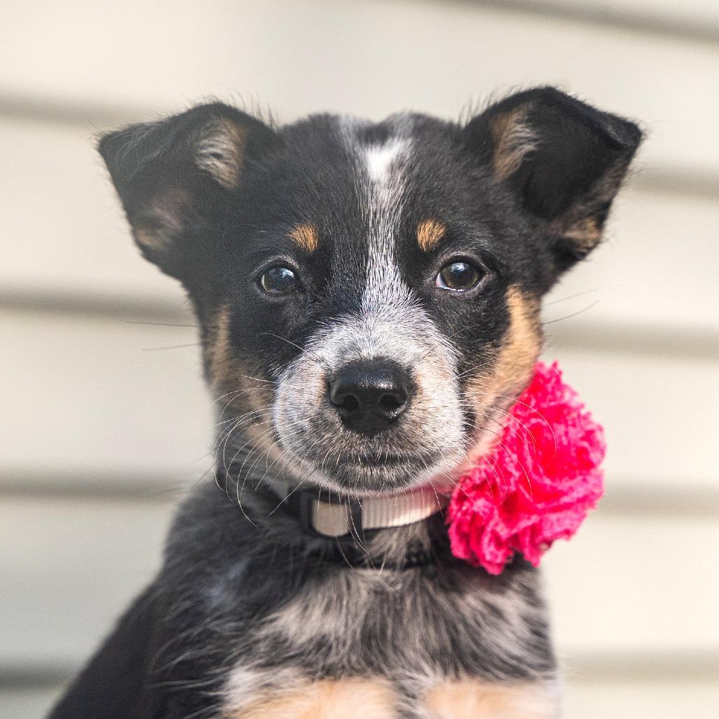 Enlarge Elsa, a Adoptable mixed breed in Cincinnati, OH image 2/3