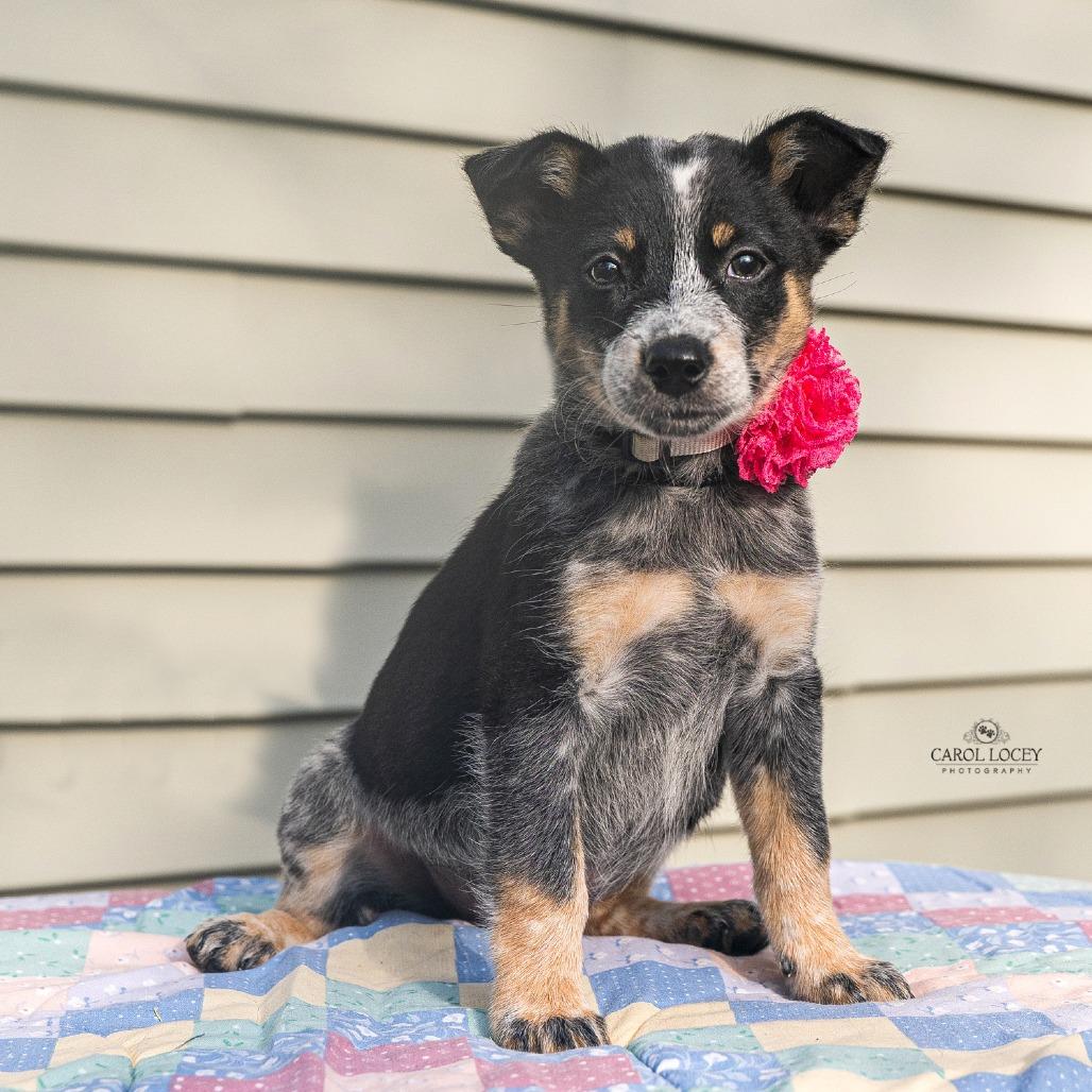 Enlarge Elsa, a Adoptable mixed breed in Cincinnati, OH image 3/3