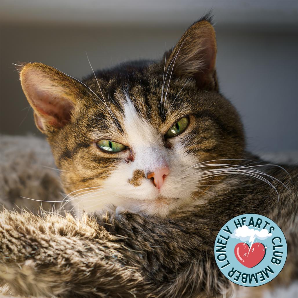 Olivia, Adoptable, Senior Female Domestic Short Hair.