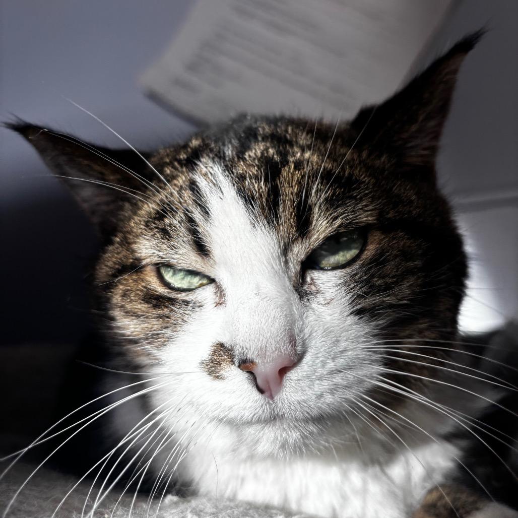 Enlarge Olivia, a Adoptable Domestic Short Hair in Lakewood, CO image 1/6