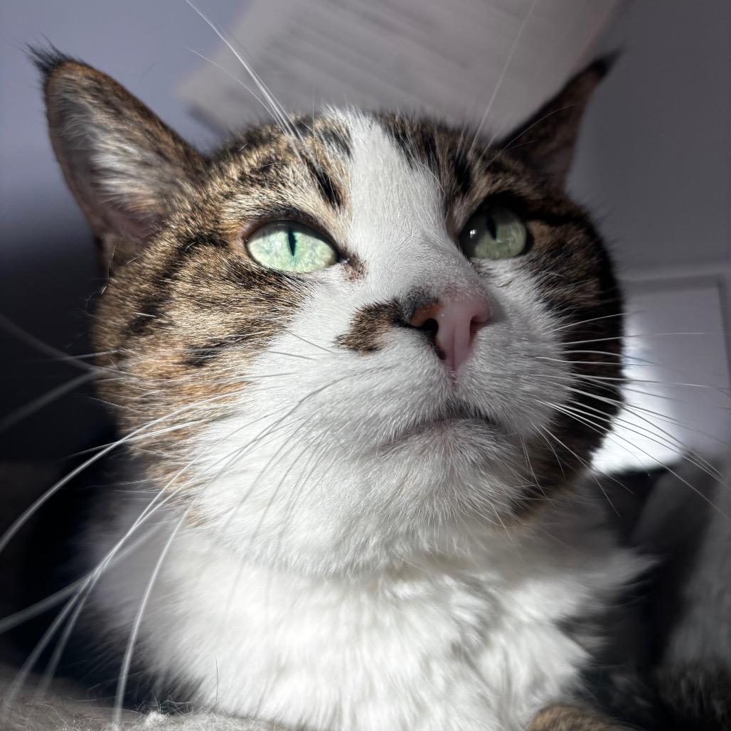 Olivia, Adoptable, Senior Female Domestic Short Hair.