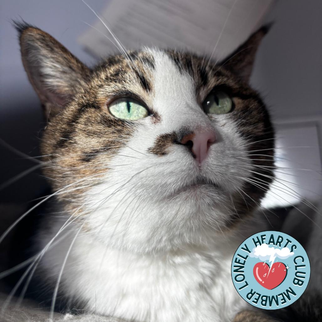 Enlarge Olivia, a Adoptable Domestic Short Hair in Lakewood, CO image 2/6