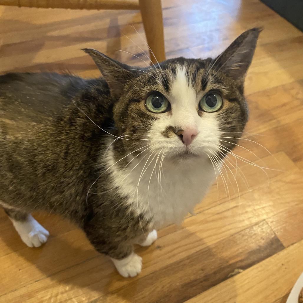 Enlarge Olivia, a Adoptable Domestic Short Hair in Lakewood, CO image 3/6