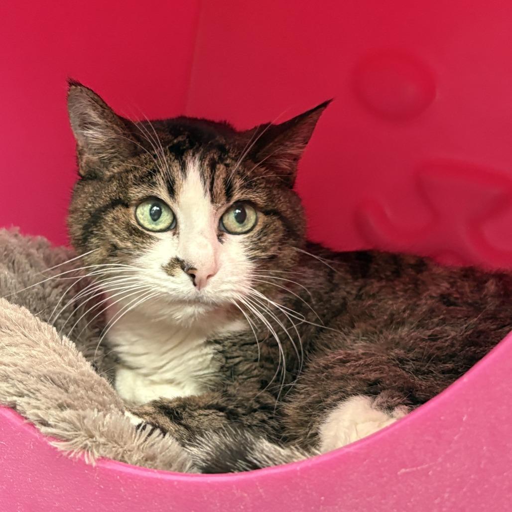 Enlarge Olivia, a Adoptable Domestic Short Hair in Lakewood, CO image 4/6