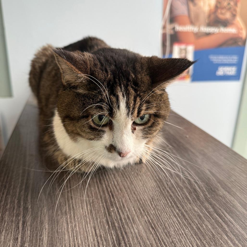 Enlarge Olivia, a Adoptable Domestic Short Hair in Lakewood, CO image 5/6