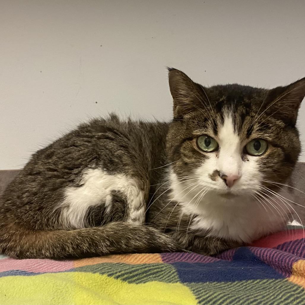 Enlarge Olivia, a Adoptable Domestic Short Hair in Lakewood, CO image 6/6