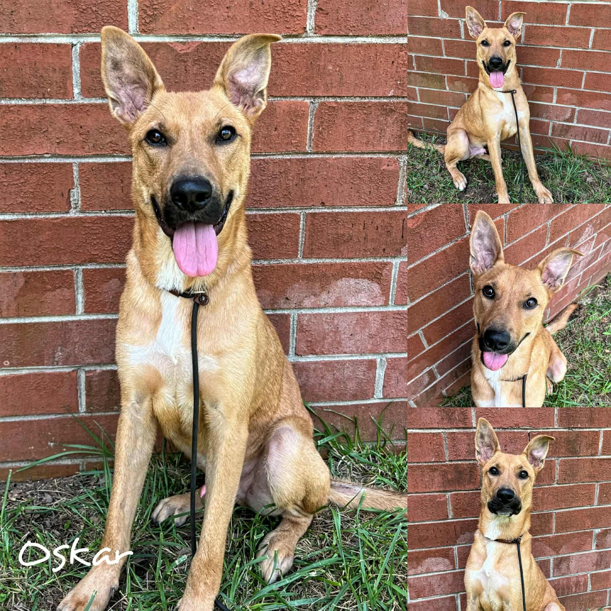 Oskar, Adoptable, Adult Male German Shepherd Dog.