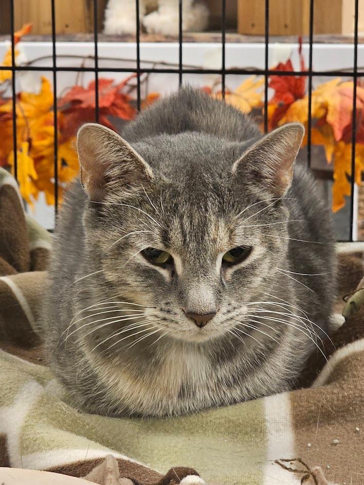 Enlarge Clove, a Adoptable mixed breed in St. Cloud, MN image 1/2