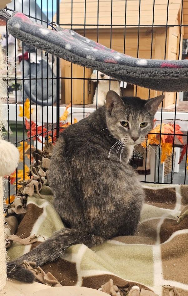 Enlarge Clove, a Adoptable mixed breed in St. Cloud, MN image 2/2