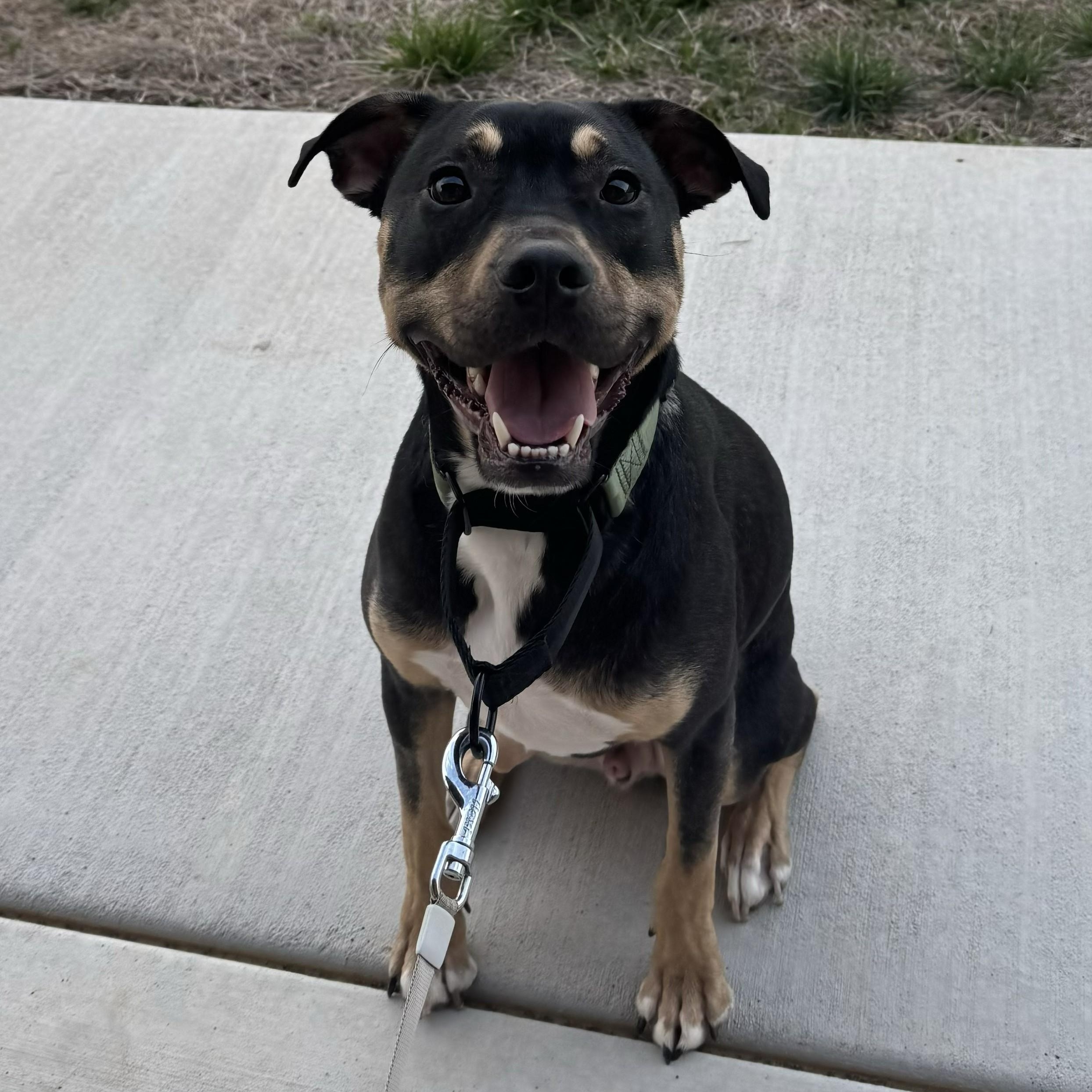 Dobby, a ADOPTABLE mixed breed in Nashville, TN image 4/4