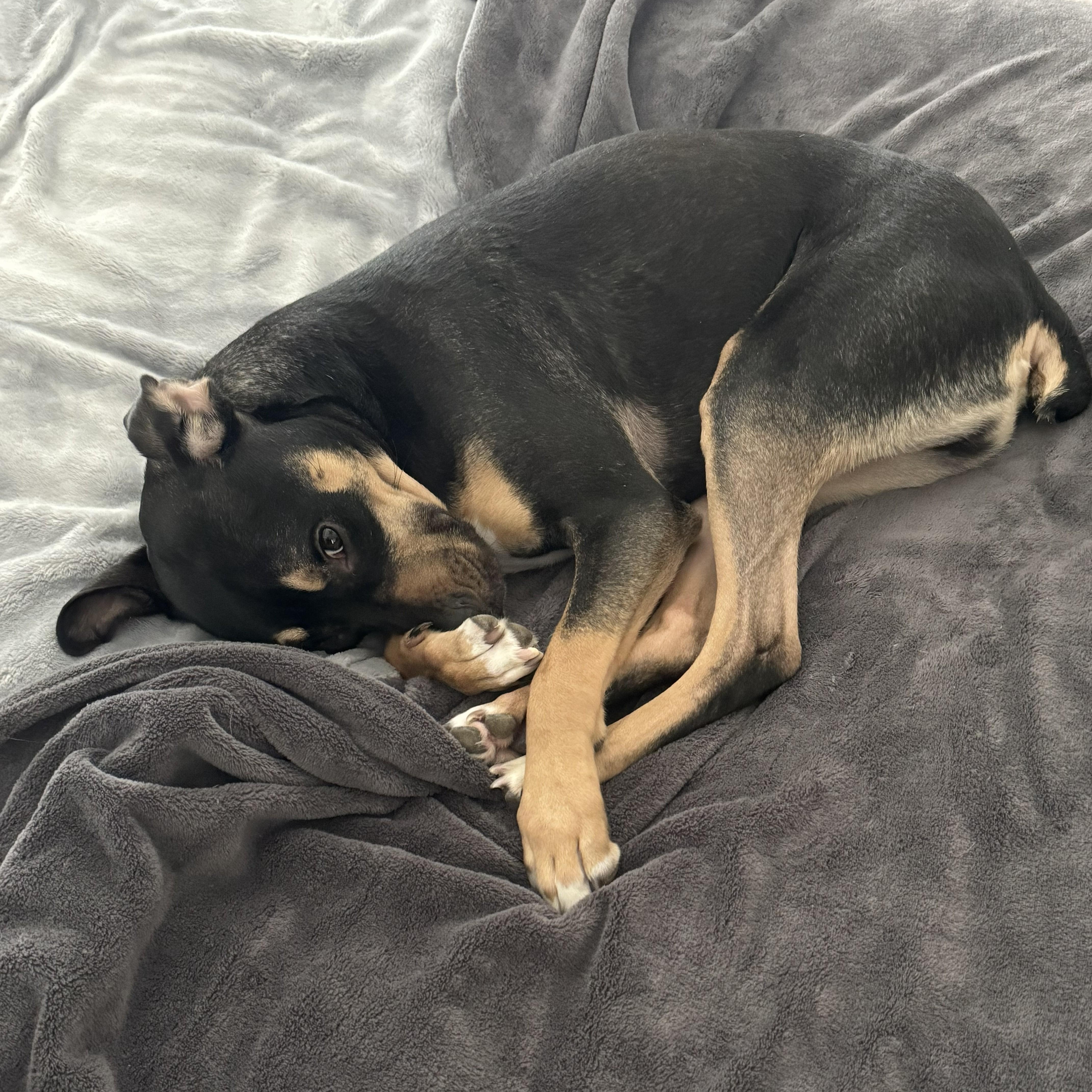 Dobby, a ADOPTABLE mixed breed in Nashville, TN image 3/4