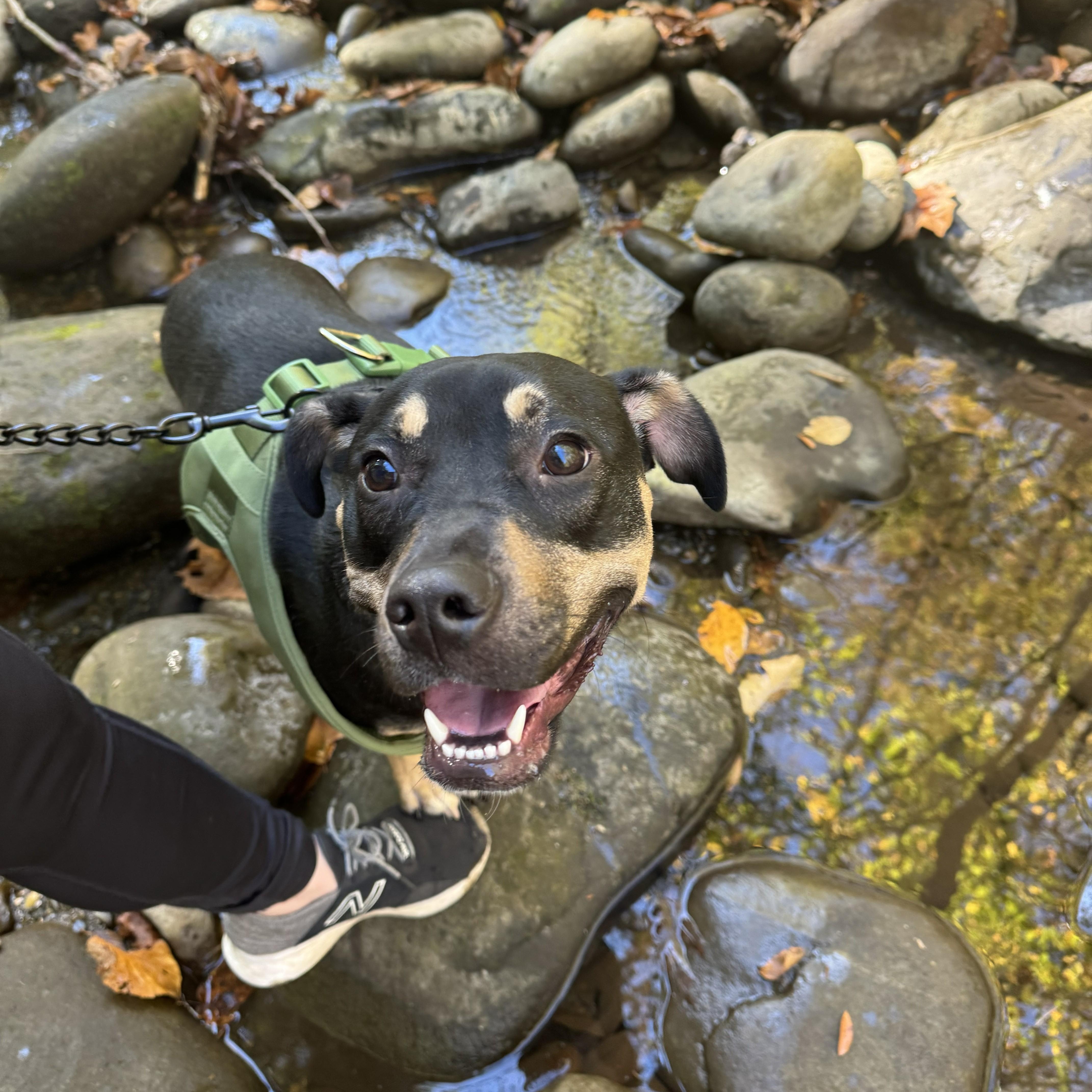 Dobby, a ADOPTABLE mixed breed in Nashville, TN image 2/4