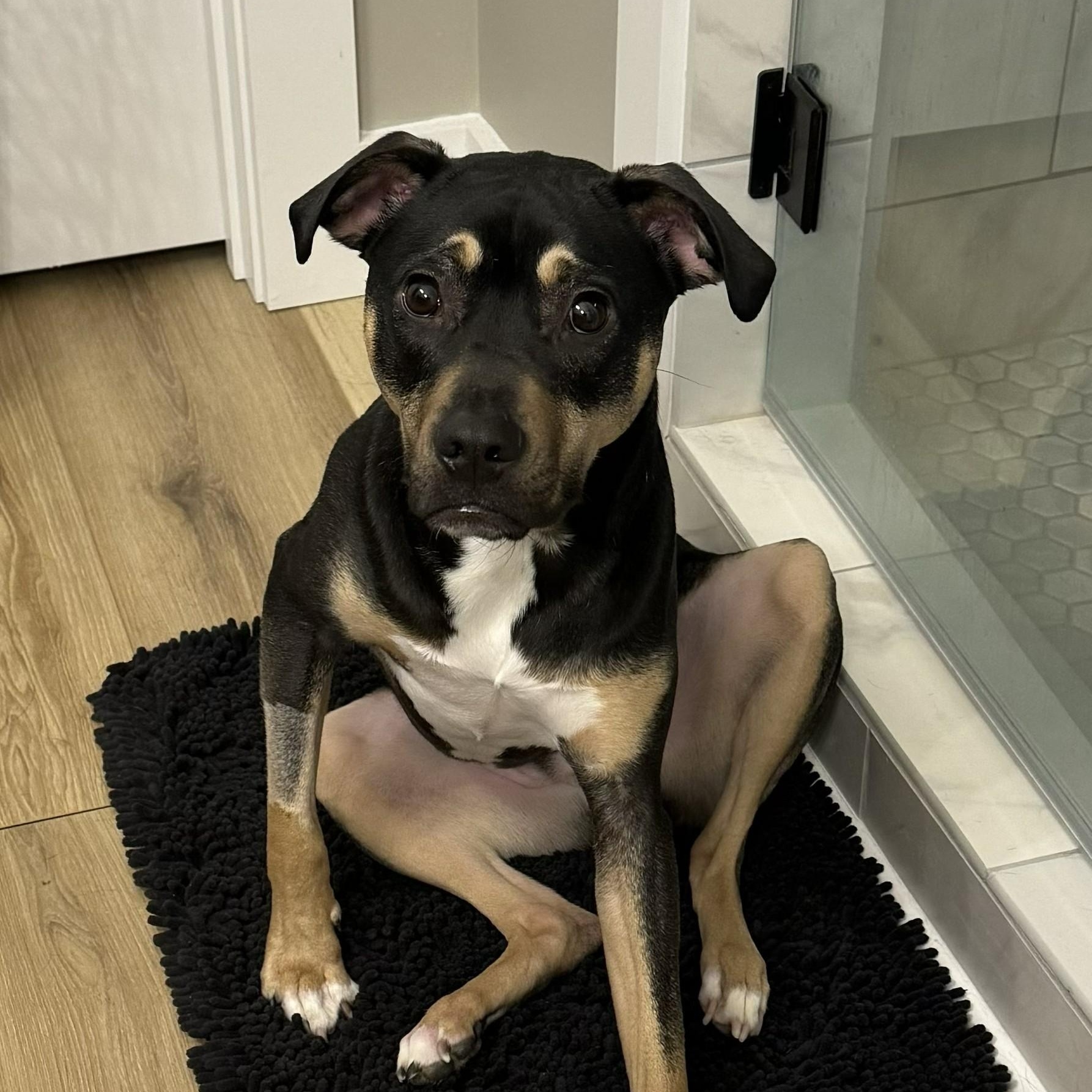 Dobby, a ADOPTABLE mixed breed in Nashville, TN image 1/4