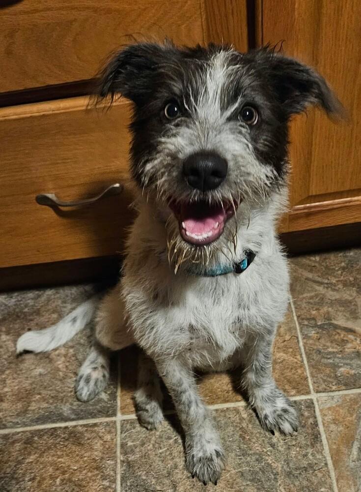 Ruby, Adoptable, Puppy Female Schnauzer & Mixed Breed.