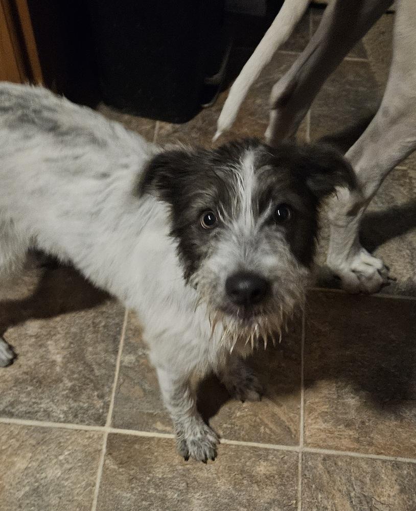 Enlarge Ruby, a Adoptable mixed breed in Peoria, IL image 2/5