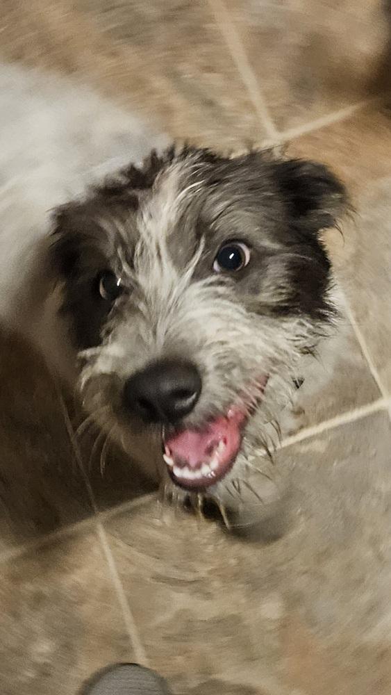 Enlarge Ruby, a Adoptable mixed breed in Peoria, IL image 3/5
