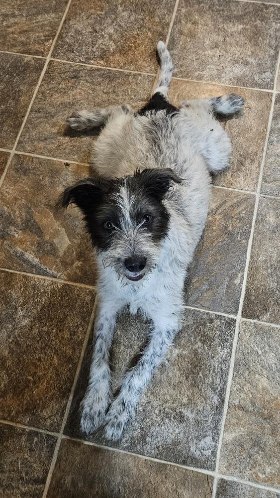 Enlarge Ruby, a Adoptable mixed breed in Peoria, IL image 4/5