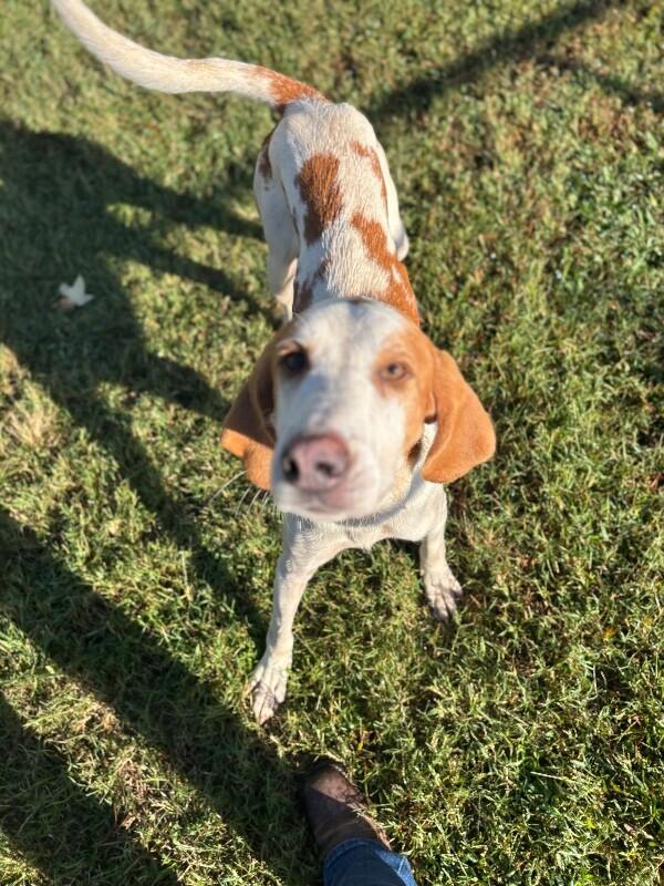 Enlarge Bosco, a Adoptable Hound in Disputanta, VA image 1/6