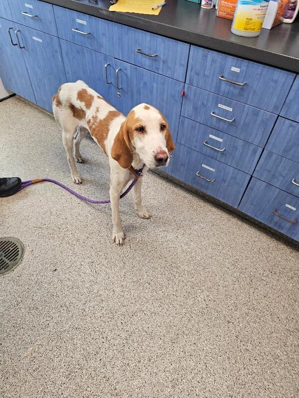 Enlarge Bosco, a Adoptable Hound in Disputanta, VA image 2/6