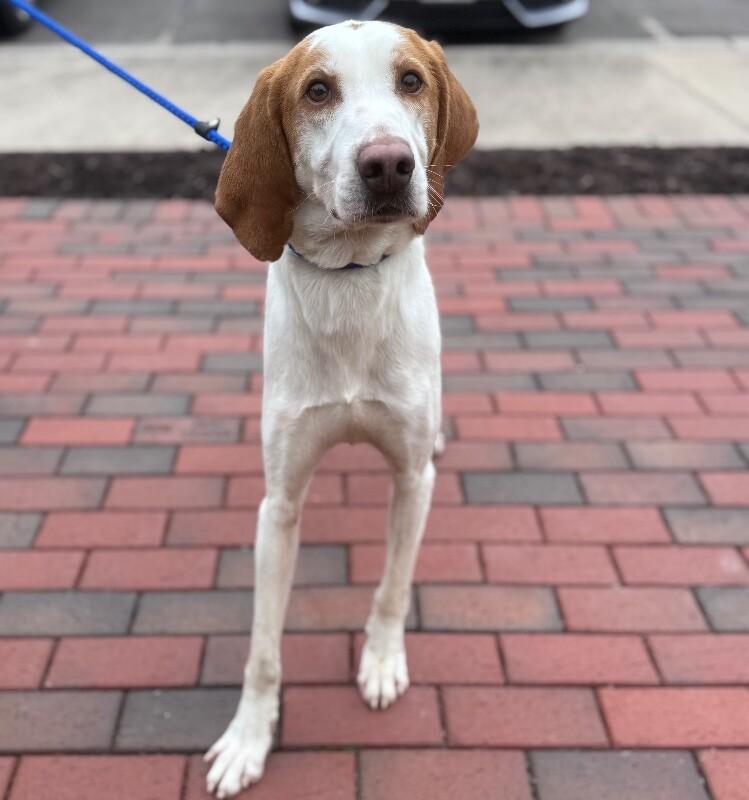 Enlarge Bosco, a Adoptable Hound in Disputanta, VA image 4/6