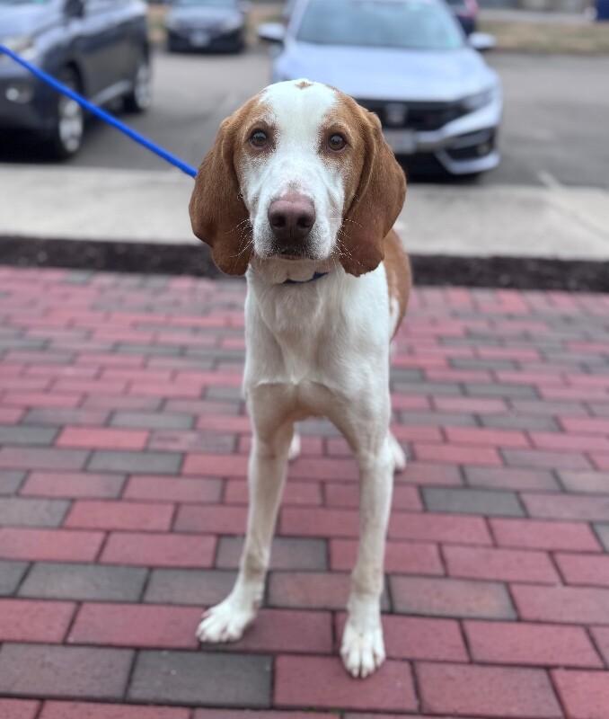 Enlarge Bosco, a Adoptable Hound in Disputanta, VA image 5/6