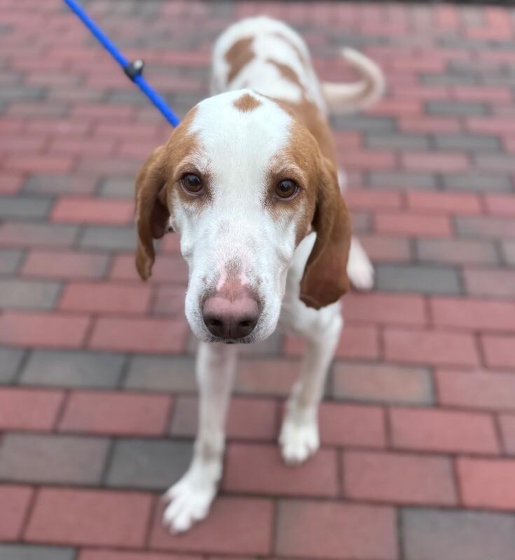 Enlarge Bosco, a Adoptable Hound in Disputanta, VA image 5/6
