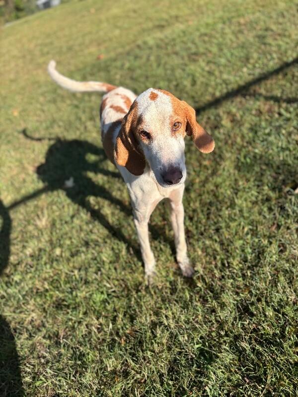 Enlarge Bosco, a Adoptable Hound in Disputanta, VA image 5/6