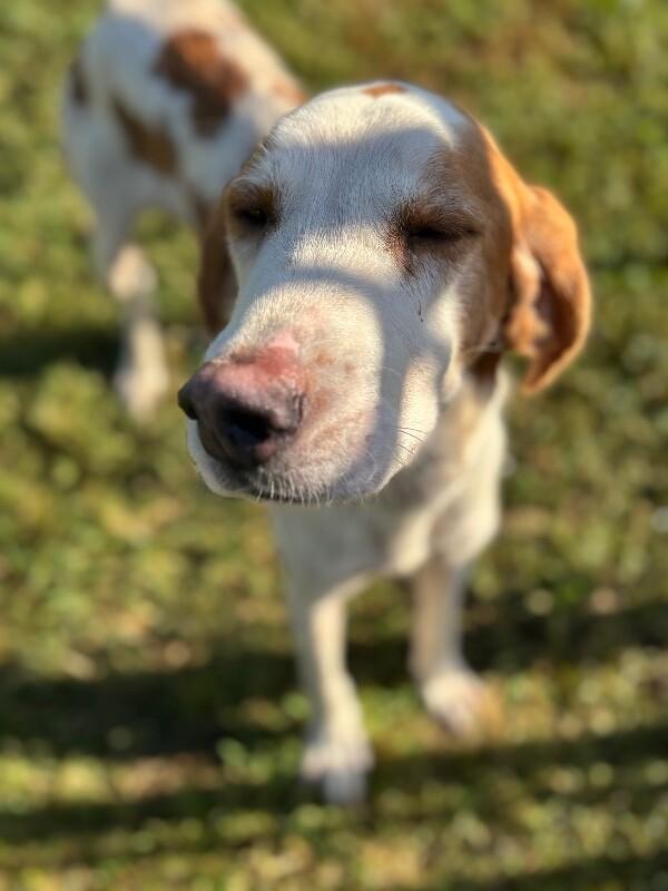 Enlarge Bosco, a Adoptable Hound in Disputanta, VA image 6/6