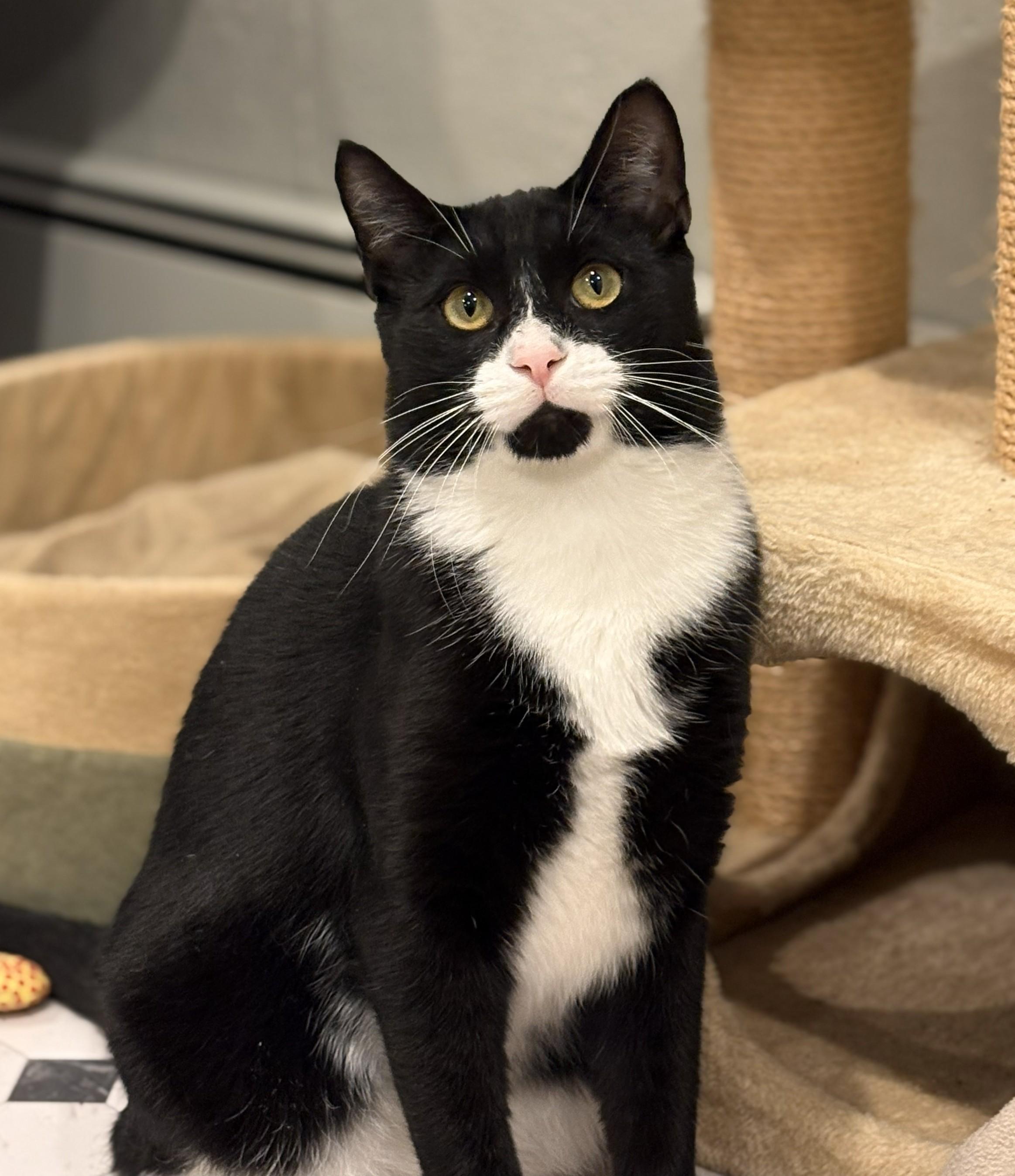 Enlarge The Brady Bunch Kitties, a ADOPTABLE Domestic Short Hair in Wayland, MA image 5/5