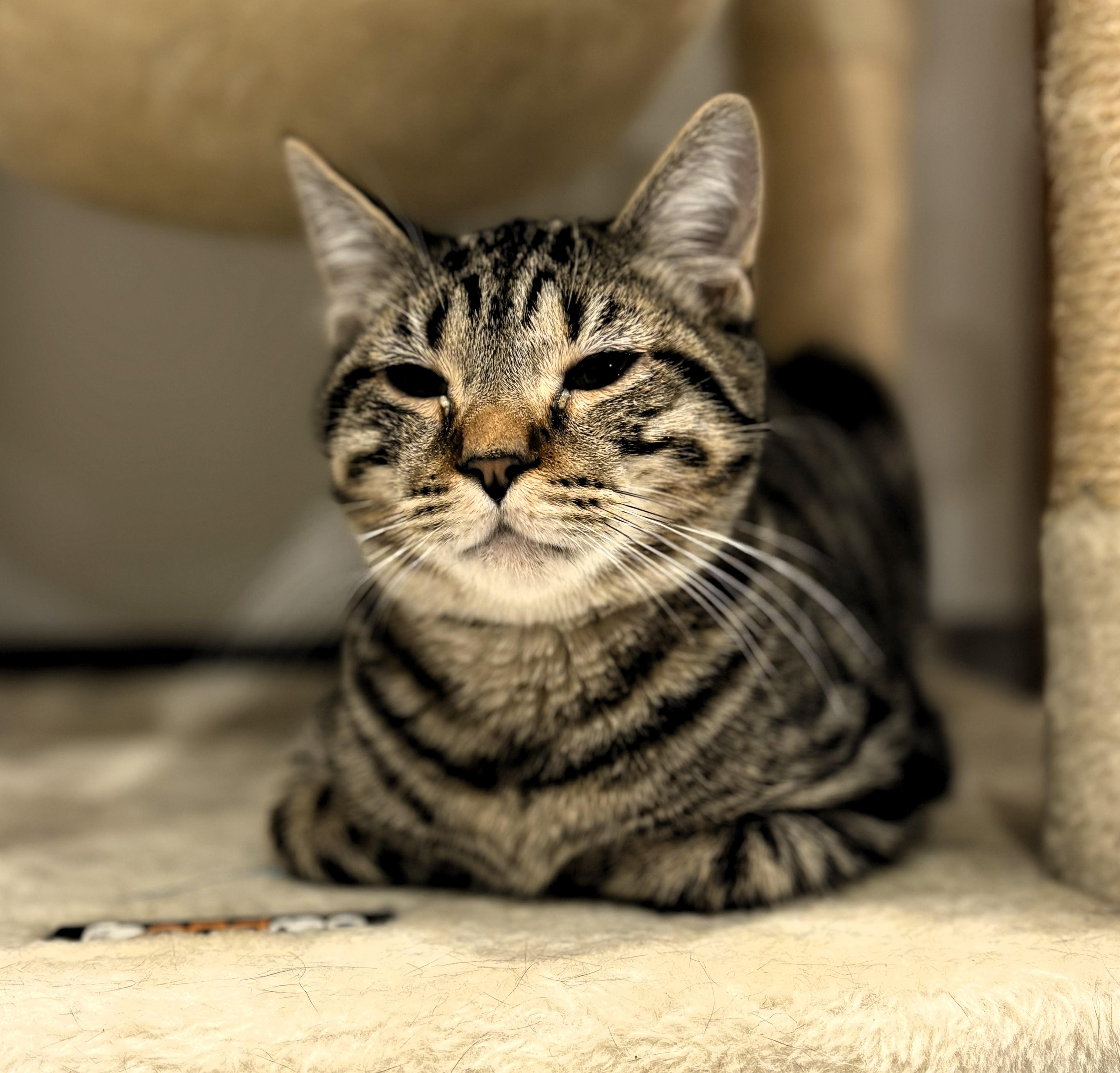 Enlarge Captain Crunch and the Brady Bunch Kitties, a ADOPTABLE Domestic Short Hair in Wayland, MA image 2/5