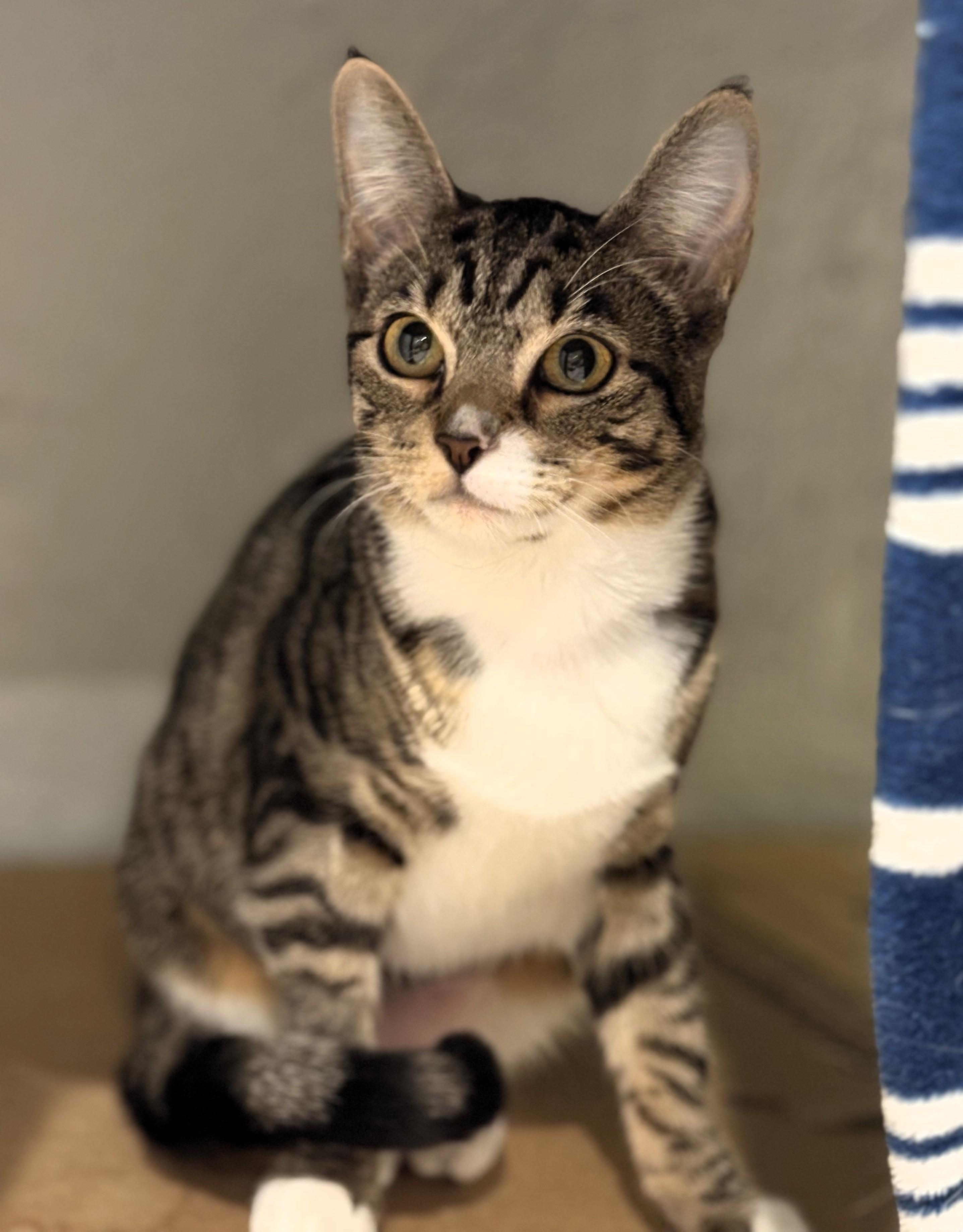 Enlarge Captain Crunch and the Brady Bunch Kitties, a ADOPTABLE Domestic Short Hair in Wayland, MA image 3/5
