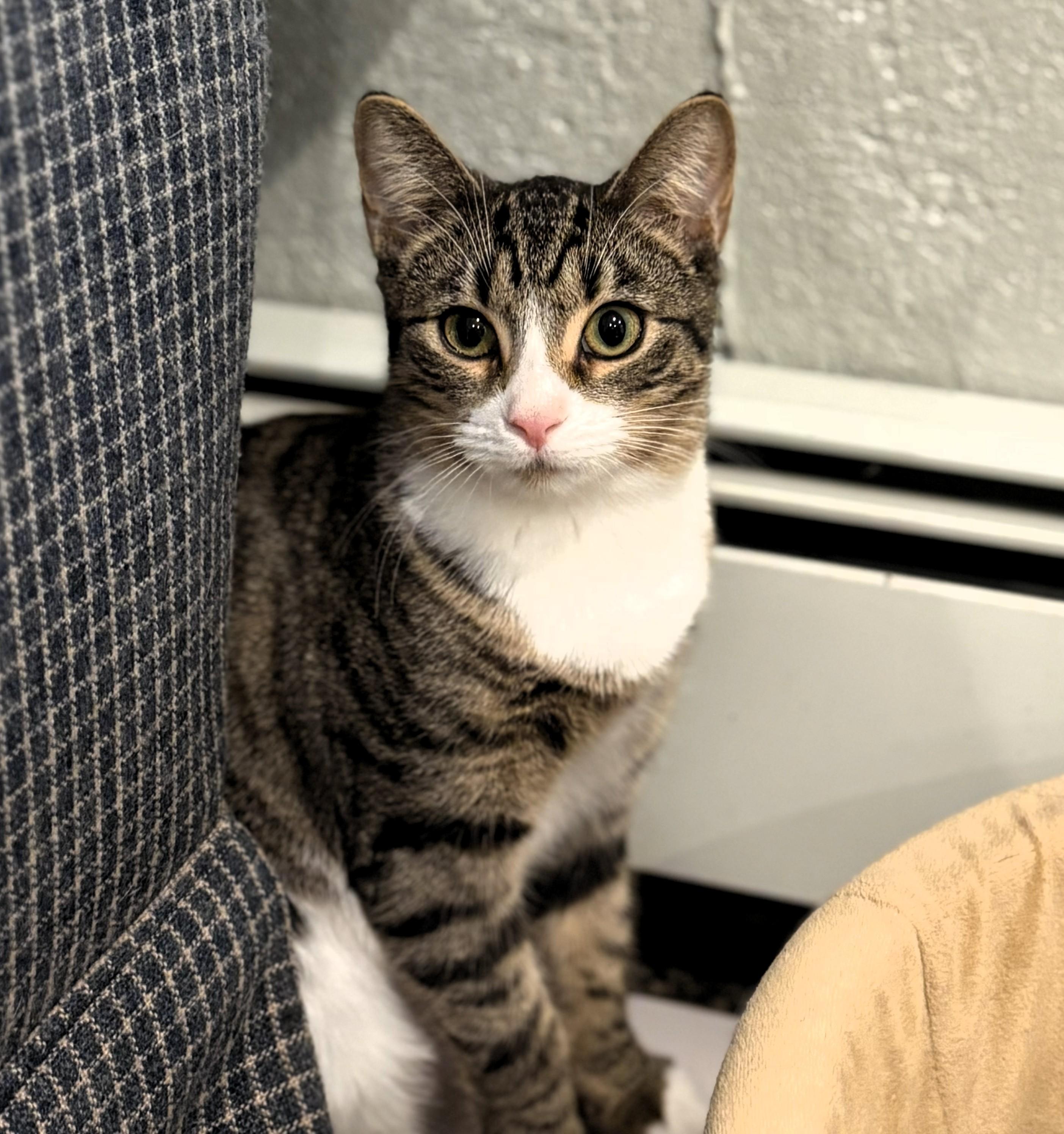 Enlarge Captain Crunch and the Brady Bunch Kitties, a ADOPTABLE Domestic Short Hair in Wayland, MA image 5/5