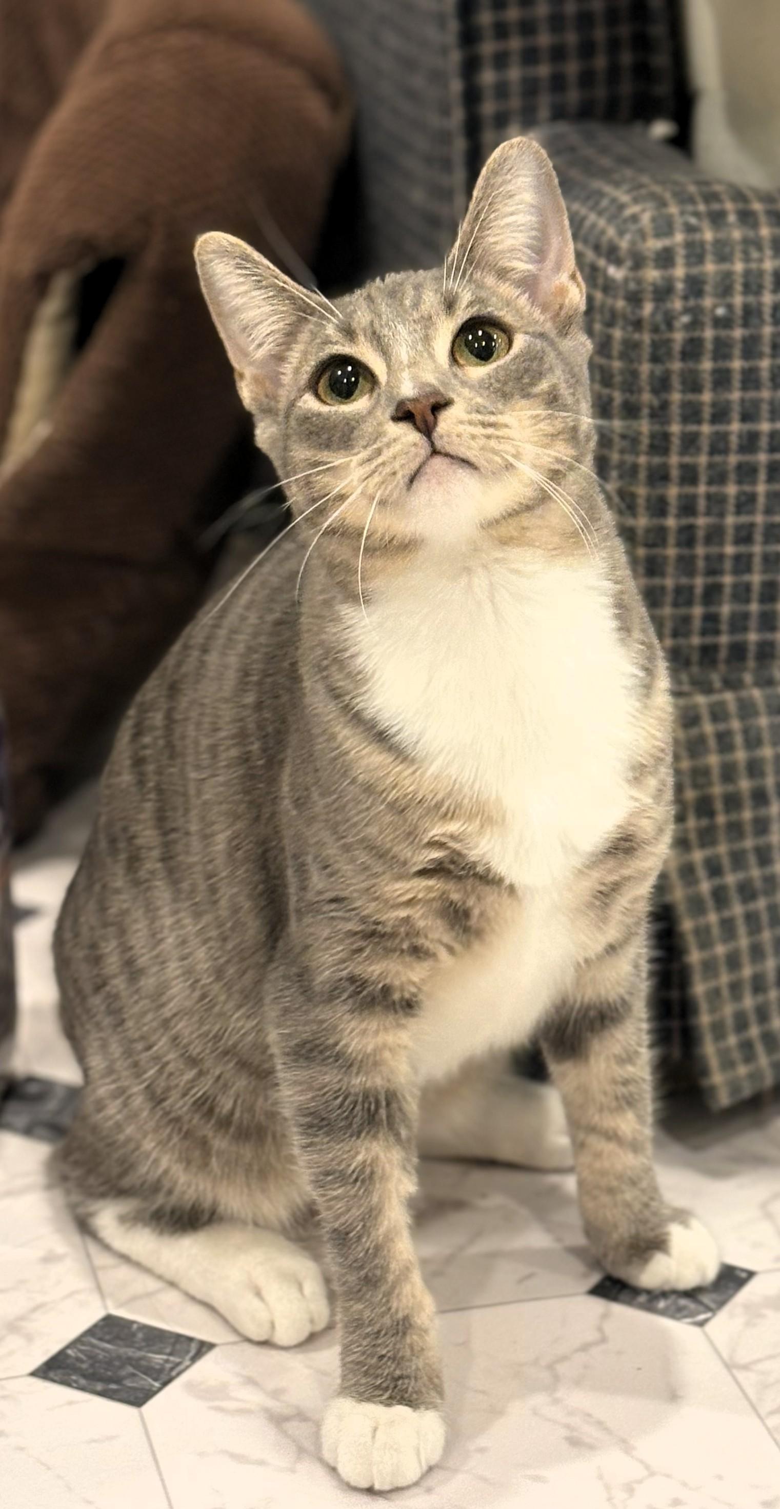 Enlarge Captain Crunch and the Brady Bunch Kitties, a ADOPTABLE Domestic Short Hair in Wayland, MA image 1/5