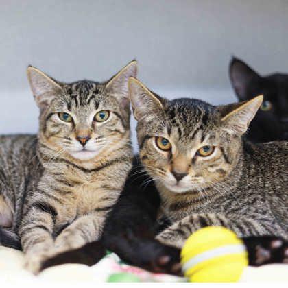 Carlie, Adoptable, Kitten Female Domestic Short Hair.