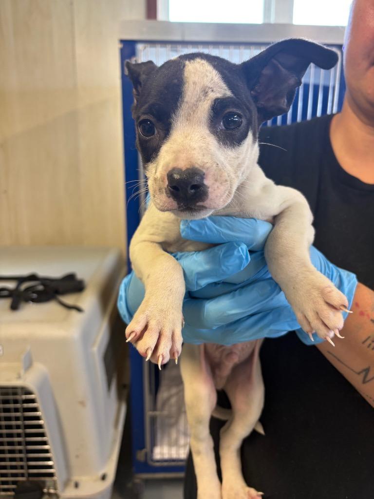 Banana Splitzville, Adoptable, Puppy Male Mixed Breed.