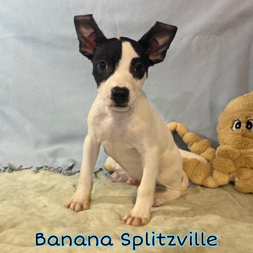 Enlarge Banana Splitzville, a Adoptable mixed breed in Hillsboro, OH image 2/2