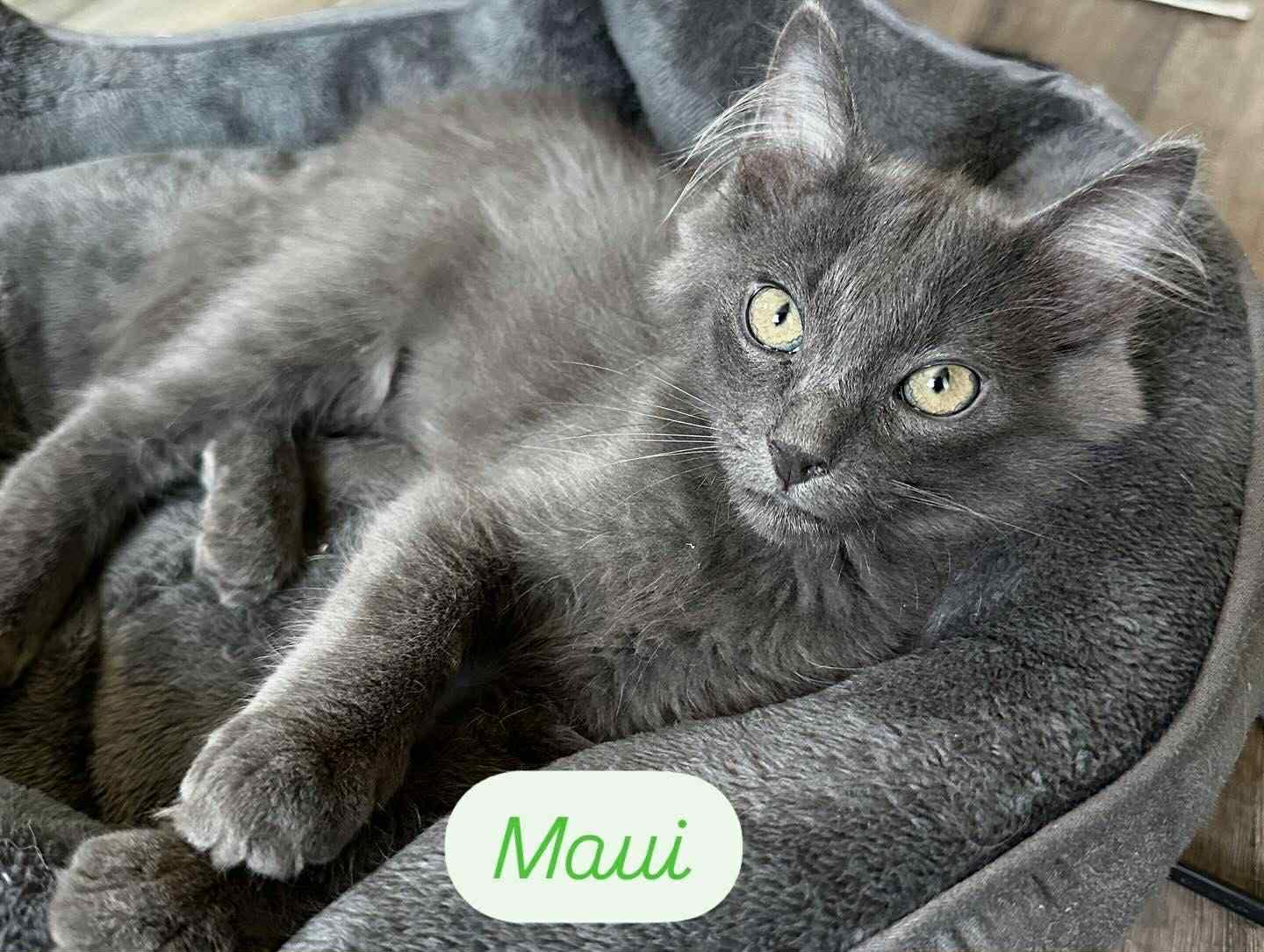 Maui, an adoptable Domestic Long Hair in Highlands Ranch, CO, 80126 | Photo Image 1