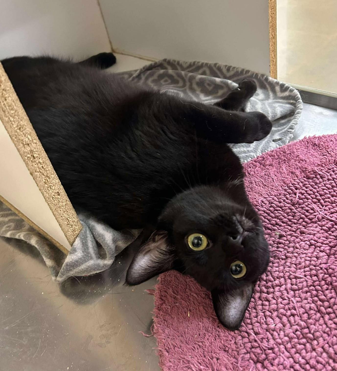 CINDERELLA, a Adoptable mixed breed in Murrieta, CA image 5/6