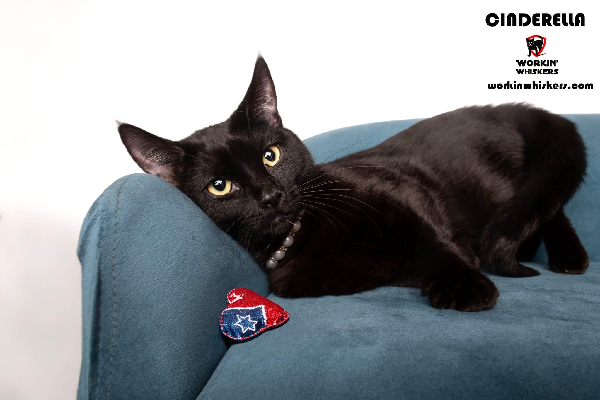 Enlarge CINDERELLA, a Adoptable mixed breed in HEMET, CA image 1/1