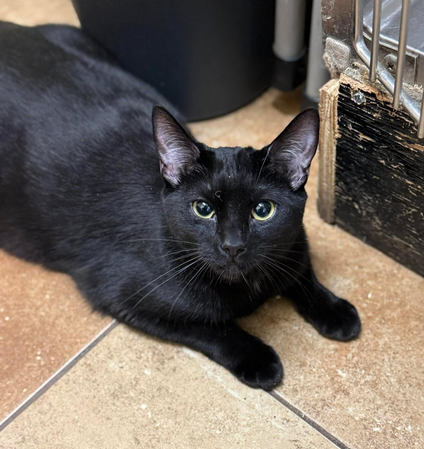 CINDERELLA, a Adoptable mixed breed in Murrieta, CA image 3/6